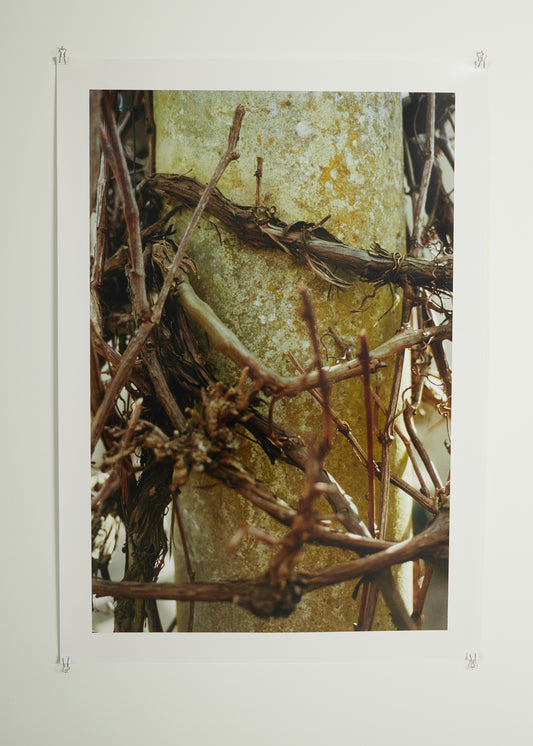 Untitled (Dauphin), 2023